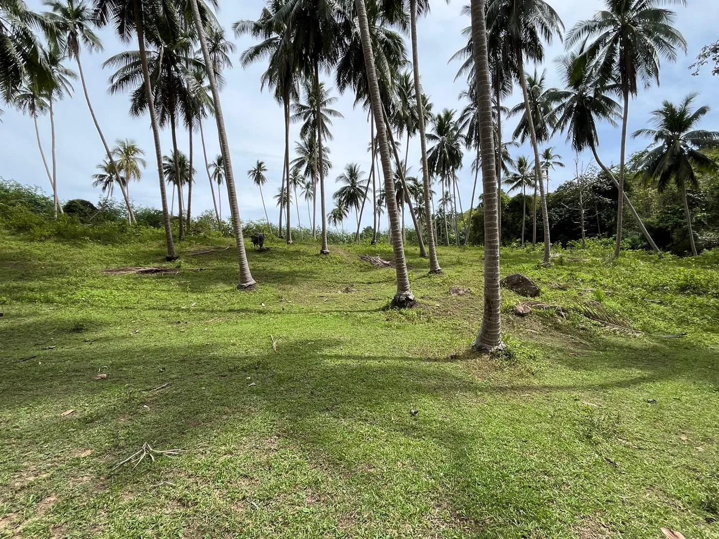 Unique 3 bedroom villas surrounded by coconut grove in a peaceful area of Bang Makam – VIL0603 — thumbnail 3